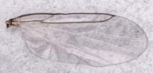 Réf. 277 232 : Scatopse notata
